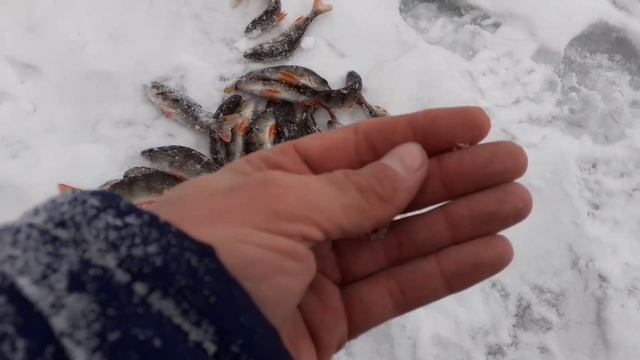 Пермский край деревня Колпашники,река Ирень рыбалка на окуня смотреть онлайн