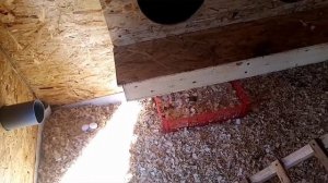 Строим теплый курятник из осб листов 2-я часть?