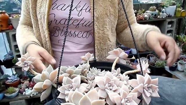 MIS PARAGUAYENSES Y FRANCESCO BALDIS 🤩 смотреть онлайн