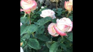 Роза Belle Perle