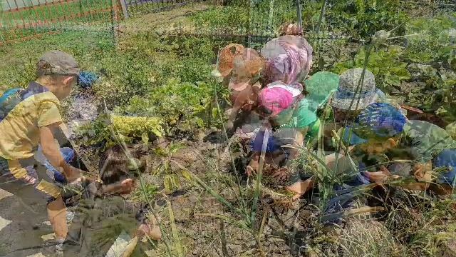 В огороде всё в порядке!!!. Старшая группа. смотреть онлайн