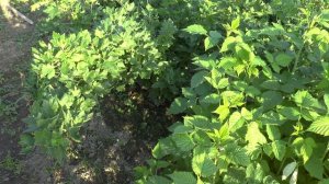 Обзор крыжовника сорта Пакс.