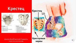 Священная кость. Крестец