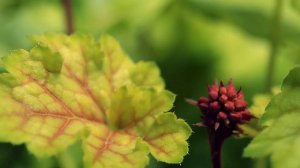 The Tremendous Heuchera Tokyo at WaysideGardens.com