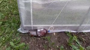 Покрыли теплицу армированной плёнкой, лайфхаки крепежа ? 16.06.22