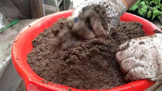 Черенкование хризантем. Секрет 100% результата укоренения смотреть онлайн