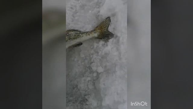 Рыбалка малое чебачье смотреть онлайн