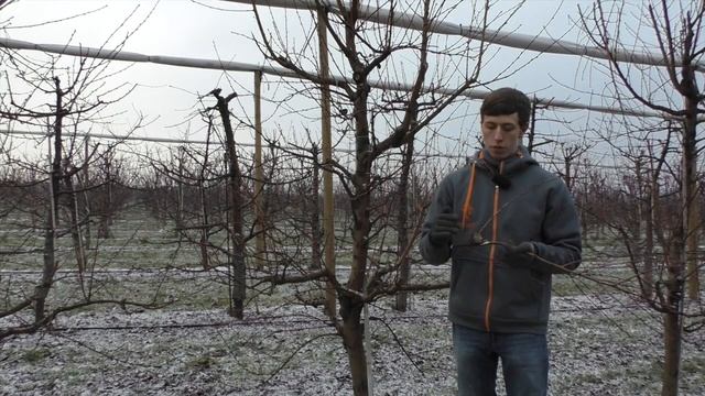 Weniger Pflanzenschutz - Monilia vorbeugen! смотреть онлайн