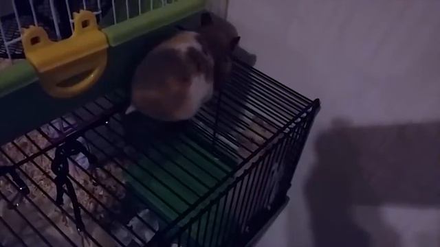 знакомство хомячков))) смотреть онлайн