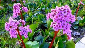 Бадан. Красивые Цветы. Бадан Толстолистный. Цветы Бергения. Красивые Цветы. Футажи для видеомонтажа