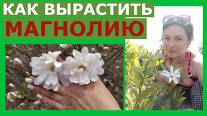 КАК ВЫРАСТИТЬ МАГНОЛИЮ В СВОЁМ САДУ