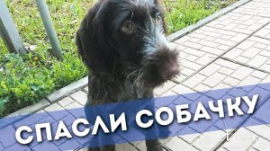 История спасения раненой собаки ;(