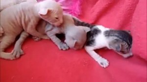 PETERBALD KITTENS - RUSSIAN SPHYNX KITTENS NY