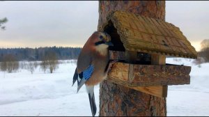 #80. "Любовь" со школьной скамьи, настигла меня в деревне. [Жизнь на своей земле]