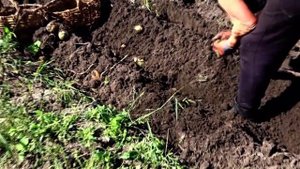 Копаем картошку самодельным мини трактором (веерной копалкой) .