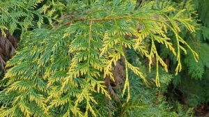 Thuja plicata 'Zebrina' zerav obrovský
