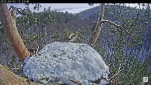 03.03.2023 12:33 Гости гнезда белохвостов на сосне. Ополовник (лат.  Aegithalos caudatus)