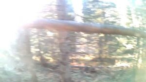 Настройка силков на рябчика и установка солонца для зайца.