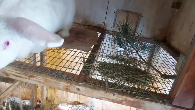 Кролики и ожирение. Что я делаю с крольчихами когда у них перерыв в окролах.