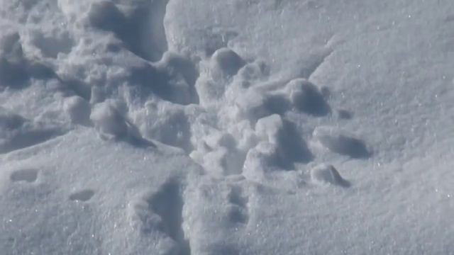Следы птиц на снегу. Ворона