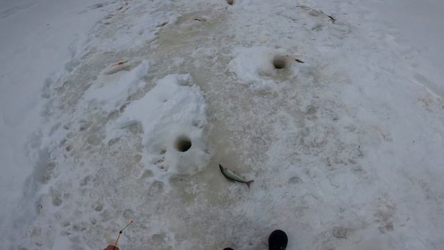 Рыбалка на хариуса в глухозимье смотреть онлайн