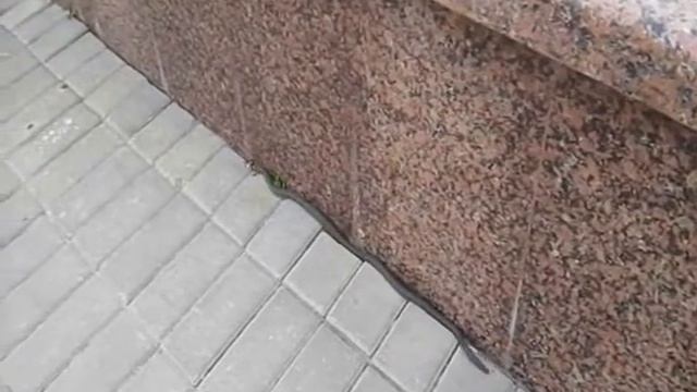 Смелая девочка и Змей смотреть онлайн