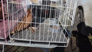 Ярмарка голубей г Топки (Кемеровская обл) 3 октября 2020.