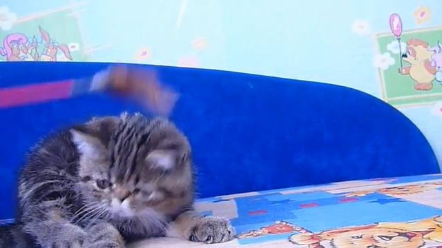 Мраморный короткошерстный кот экзот смотреть онлайн