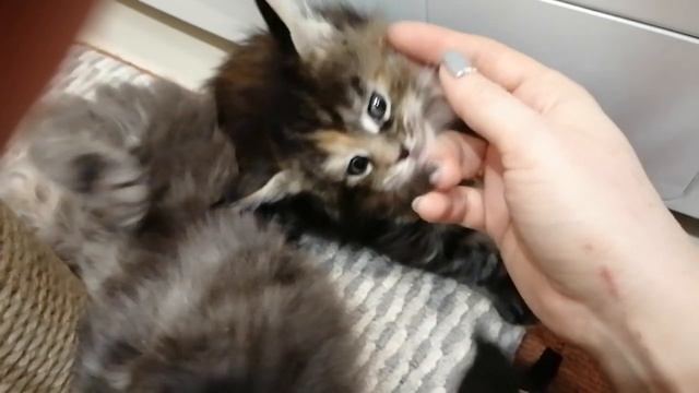 Котята мейн кун 1 месяц