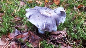 Рядовка серая (Tricholoma portentosum). Как выглядит гриб на месте произрастания.