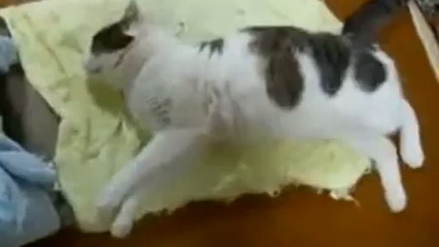 кот бежит во сне смотреть онлайн