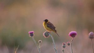 Черноголовая овсянка