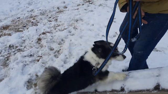 Работа кинологов в приюте "Лисёна". 16.12.2022 г. смотреть онлайн