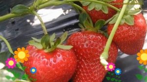 Земляника садовая Портола. Краткий обзор, описание характеристик fragaria ananassa Портола