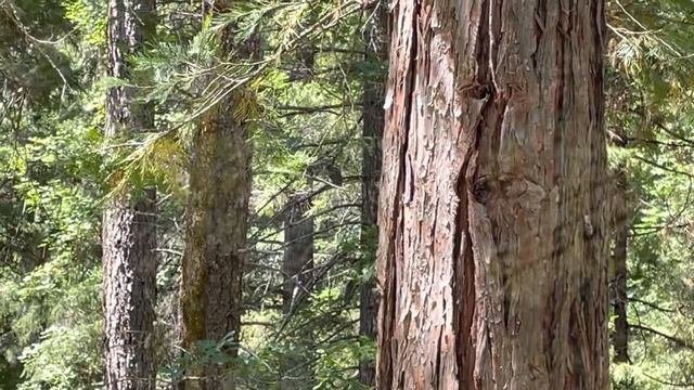 Juvenile Barred Owl Call - Owl Sounds In The Pacific Northwest