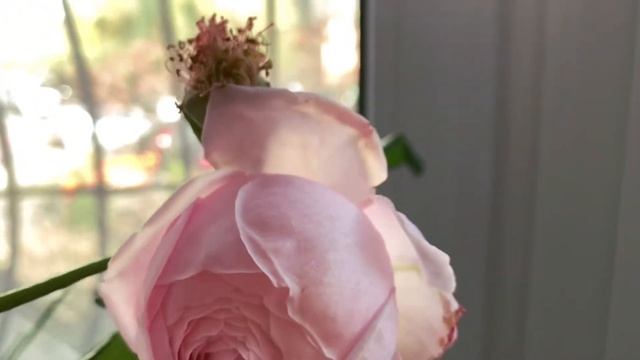 Осеннее вдохновение?| Пеку шарлотку и шью текстильную куклу смотреть онлайн