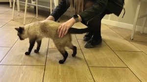 Мозжечковая атаксия у кошки / Cerebellar ataxia in cat