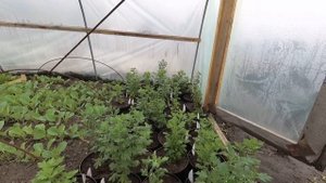 Какое кашпо нужно для хризантемы.