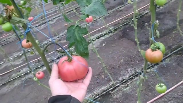 ОБРЕЗКА ЛИСТЬЕВ ТОМАТА В НОЯБРЕ, КАК ПОЛИВАТЬ ТОМАТ ЧТОБ ОН НЕ ТРЕСКАЛСЯ! 23.11.2022 смотреть онлайн