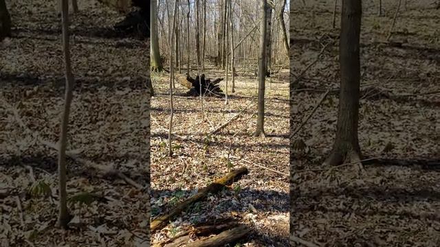 Wildflower Walk at Morris Woods State Nature Preserve смотреть онлайн