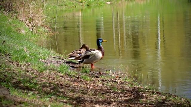Утиная пара ? Птичья любовь ? смотреть онлайн