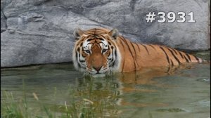 #3931. Тигры (В мире животных)