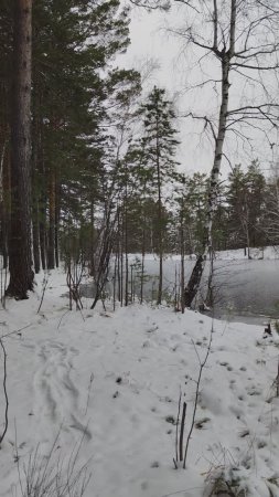 Лес в ноябре, Южный Урал