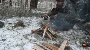 ПОХОД В ЛЕС С СОБАКОЙ |  ХАСКИ | СВИНИНА НА КОСТРЕ | БРОДЯГА И СОБАКА