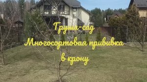 Груша-сад, многосортовая прививка. Подмосковье