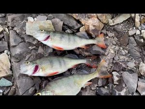 Рыбалка на чиркейском водохранилище Весна 2022