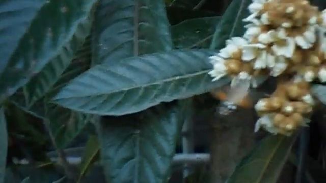 колибри в Грузии ,самая маленькая птичка :) смотреть онлайн