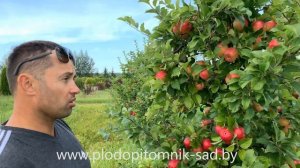 Яблоня сорт Фридом. Очень красивый и относительно редкий зарубежный сорт в садах.