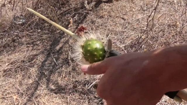 Harvesting Cactus Fruit in the Mexican Desert смотреть онлайн