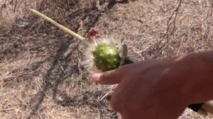 Harvesting Cactus Fruit in the Mexican Desert